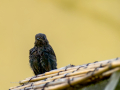 Colirrojo Tizón - Phoenicurus ochruros - Cotxa fumada