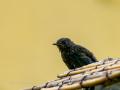 Colirrojo Tizón - Phoenicurus ochruros - Cotxa fumada