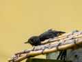 Colirrojo Tizón - Phoenicurus ochruros - Cotxa fumada