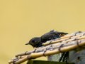 Colirrojo Tizón - Phoenicurus ochruros - Cotxa fumada