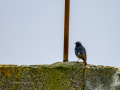 Colirrojo Tizón - Phoenicurus ochruros - Cotxa fumada