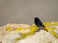 Colirrojo Tizón - Phoenicurus ochruros - Cotxa fumada