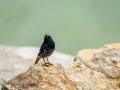 Colirrojo Tizón - Phoenicurus ochruros - Cotxa fumada