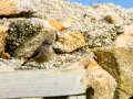 Colirrojo Tizón - Phoenicurus ochruros - Cotxa fumada