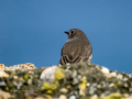 Colirrojo Tizón - Phoenicurus ochruros - Cotxa fumada