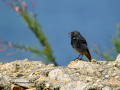 Colirrojo Tizón - Phoenicurus ochruros - Cotxa fumada