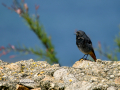 Colirrojo Tizón - Phoenicurus ochruros - Cotxa fumada