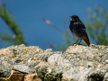 Colirrojo Tizón - Phoenicurus ochruros - Cotxa fumada