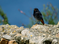 Colirrojo Tizón - Phoenicurus ochruros - Cotxa fumada