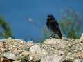 Colirrojo Tizón - Phoenicurus ochruros - Cotxa fumada