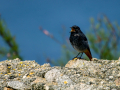 Colirrojo Tizón - Phoenicurus ochruros - Cotxa fumada