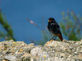 Colirrojo Tizón - Phoenicurus ochruros - Cotxa fumada