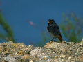 Colirrojo Tizón - Phoenicurus ochruros - Cotxa fumada