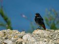 Colirrojo Tizón - Phoenicurus ochruros - Cotxa fumada