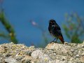Colirrojo Tizón - Phoenicurus ochruros - Cotxa fumada