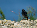 Colirrojo Tizón - Phoenicurus ochruros - Cotxa fumada