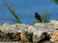 Colirrojo Tizón - Phoenicurus ochruros - Cotxa fumada