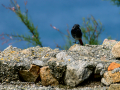 Colirrojo Tizón - Phoenicurus ochruros - Cotxa fumada