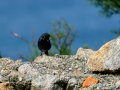 Colirrojo Tizón - Phoenicurus ochruros - Cotxa fumada