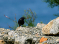 Colirrojo Tizón - Phoenicurus ochruros - Cotxa fumada