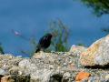 Colirrojo Tizón - Phoenicurus ochruros - Cotxa fumada