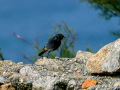 Colirrojo Tizón - Phoenicurus ochruros - Cotxa fumada