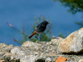 Colirrojo Tizón - Phoenicurus ochruros - Cotxa fumada