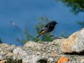 Colirrojo Tizón - Phoenicurus ochruros - Cotxa fumada