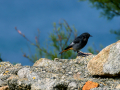 Colirrojo Tizón - Phoenicurus ochruros - Cotxa fumada