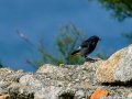 Colirrojo Tizón - Phoenicurus ochruros - Cotxa fumada