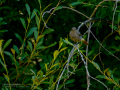 Colirrojo tizón - Phoenicurus ochruros - Cotxa fumada