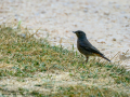 Colirrojo tizón - Phoenicurus ochruros - Cotxa fumada