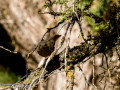 Colirrojo tizón - Phoenicurus ochruros - Cotxa fumada