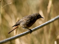 Colirrojo tizón - Phoenicurus ochruros - Cotxa fumada