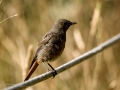 Colirrojo tizón - Phoenicurus ochruros - Cotxa fumada