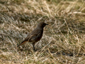 Colirrojo tizón - Phoenicurus ochruros - Cotxa fumada