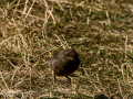 Colirrojo tizón - Phoenicurus ochruros - Cotxa fumada