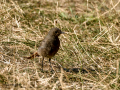 Colirrojo tizón - Phoenicurus ochruros - Cotxa fumada
