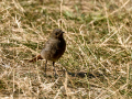 Colirrojo tizón - Phoenicurus ochruros - Cotxa fumada