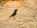 Colirrojo tizón - Phoenicurus ochruros - Cotxa fumada