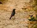 Colirrojo tizón - Phoenicurus ochruros - Cotxa fumada