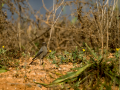 Colirrojo tizón - Phoenicurus ochruros - Cotxa fumada