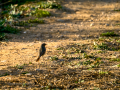 Colirrojo tizón - Phoenicurus ochruros - Cotxa fumada