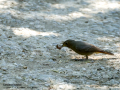 Colirrojo tizón - Phoenicurus ochruros - Cotxa fumada