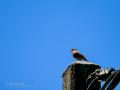 Colirrojo tizón - Phoenicurus ochruros - Cotxa fumada