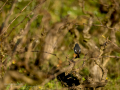 Colirrojo tizón - Phoenicurus ochruros - Cotxa fumada
