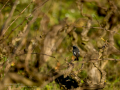Colirrojo tizón - Phoenicurus ochruros - Cotxa fumada