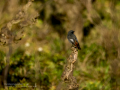 Colirrojo tizón - Phoenicurus ochruros - Cotxa fumada