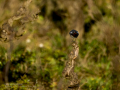 Colirrojo tizón - Phoenicurus ochruros - Cotxa fumada