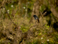 Colirrojo tizón - Phoenicurus ochruros - Cotxa fumada